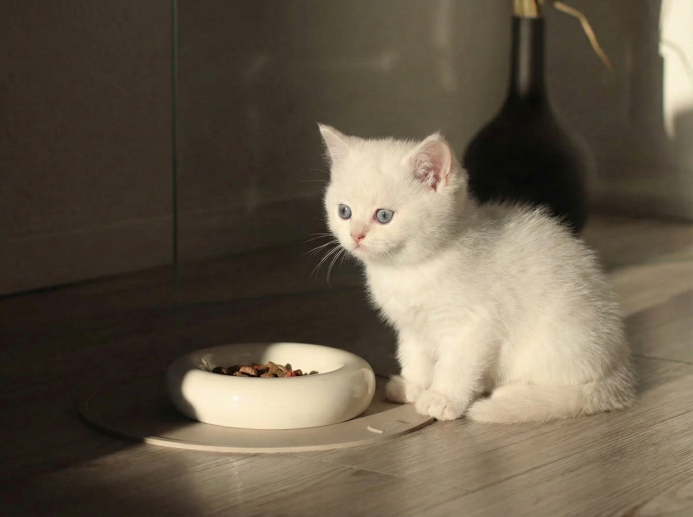 Yavru Kedinizin İştahsız Olmasının Nedenleri ve Çözüm Yolları