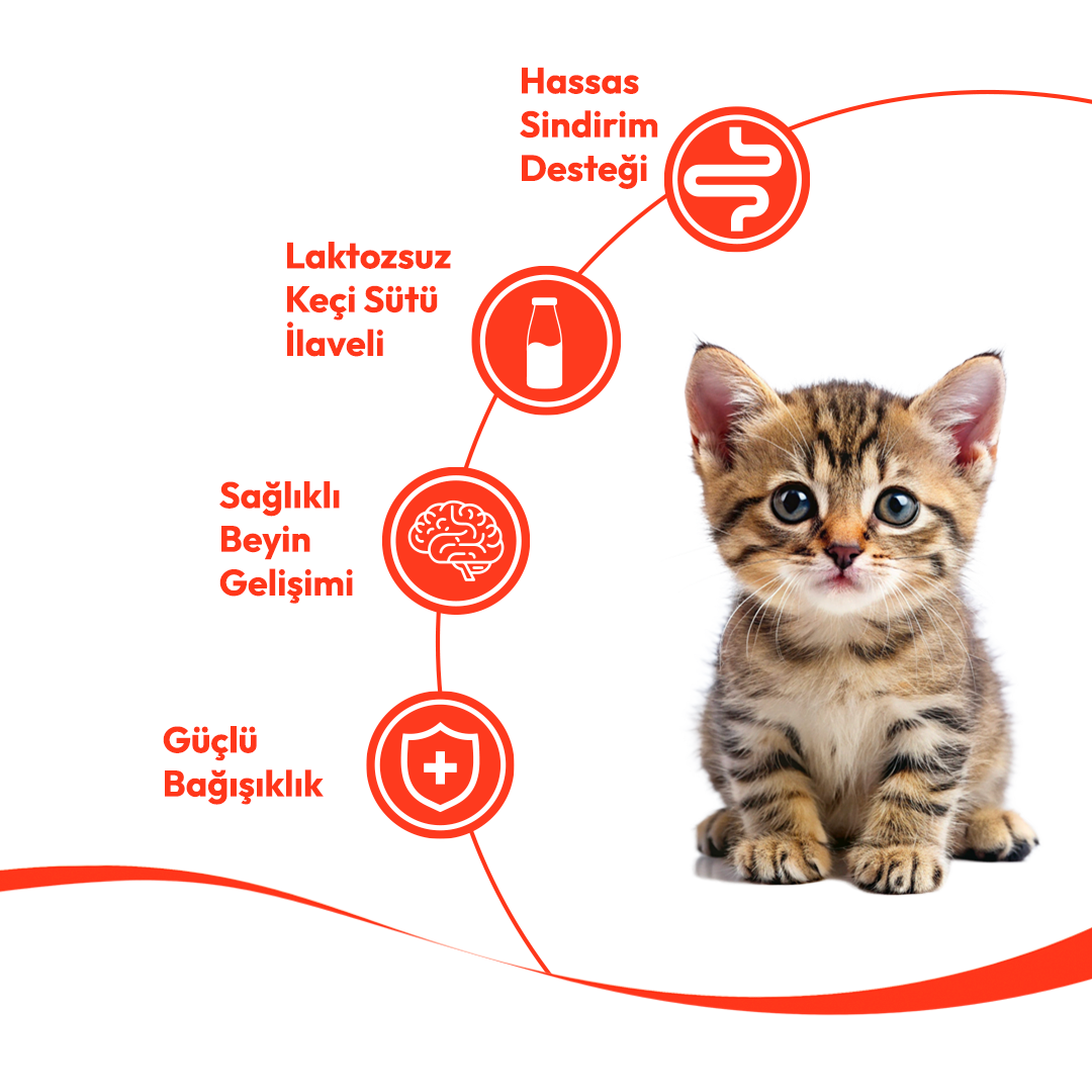 Wanpy Tavuklu & Morinalı Yavru Kedi Krema Ödülü